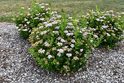 Pink Sparkler Spirea (Spiraea betulifolia 'COURISPI01') at Sargent's Nursery