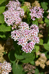 Pink Sparkler Spirea (Spiraea betulifolia 'COURISPI01') at Sargent's Nursery