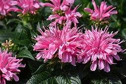 Electric Neon Pink Beebalm (Monarda 'Electric Neon Pink') at Sargent's Nursery