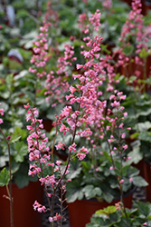 Pink Revolution Foamy Bells (Heucherella 'Pink Revolution') at Sargent's Nursery