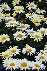 Amazing Daisies Banana Cream Shasta Daisy (Leucanthemum x superbum 'Banana Cream') at Sargent's Nursery