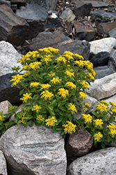 Russian Stonecrop (Sedum kamtschaticum) at Sargent's Nursery