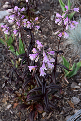 Midnight Masquerade Beard Tongue (Penstemon 'Midnight Masquerade') at Sargent's Nursery