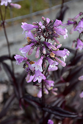 Midnight Masquerade Beard Tongue (Penstemon 'Midnight Masquerade') at Sargent's Nursery