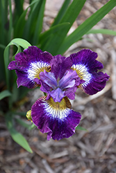 Contrast In Styles Siberian Iris (Iris sibirica 'Contrast In Styles') at Sargent's Nursery