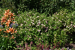 Pink Beauty Potentilla (Potentilla fruticosa 'Pink Beauty') at Sargent's Nursery