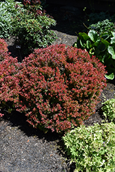 Golden Ruby Barberry (Berberis thunbergii 'Goruzam') at Sargent's Nursery