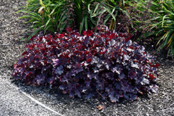 Plum Pudding Coral Bells (Heuchera 'Plum Pudding') at Sargent's Nursery