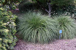 Hameln Dwarf Fountain Grass (Pennisetum alopecuroides 'Hameln') at Sargent's Nursery