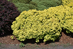 Golden Nugget Japanese Barberry (Berberis thunbergii 'Golden Nugget') at Sargent's Nursery