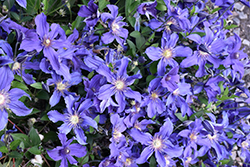 Sapphire Indigo Clematis (Clematis 'Sapphire Indigo') at Sargent's Nursery