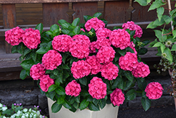 Seaside Serenade Martha's Vineyard Hydrangea (Hydrangea macrophylla 'HORTMAVI') at Sargent's Nursery