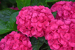 Seaside Serenade Martha's Vineyard Hydrangea (Hydrangea macrophylla 'HORTMAVI') at Sargent's Nursery