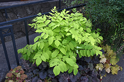 Gotemba Japanese Spikenard (Aralia cordata 'Gotemba') at Sargent's Nursery