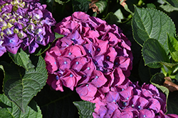 Seaside Serenade Newport Hydrangea (Hydrangea macrophylla 'HORTMANI') at Sargent's Nursery