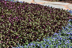 Little Ruby Alternanthera (Alternanthera dentata 'Little Ruby') at Sargent's Nursery