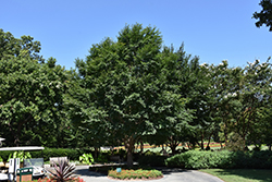 Triumph Elm (Ulmus 'Morton Glossy') at Sargent's Nursery