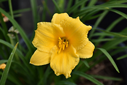 Stella de Oro Daylily (Hemerocallis 'Stella de Oro') at Sargent's Nursery