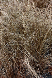 Red Rooster Sedge (Carex buchananii 'Red Rooster') at Sargent's Nursery