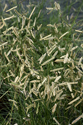 Blue Grama (Bouteloua gracilis) at Sargent's Nursery