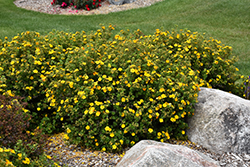 Mandarin Tango Potentilla (Potentilla fruticosa 'Jefman') at Sargent's Nursery