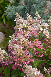 Pinky Winky Hydrangea (tree form) (Hydrangea paniculata 'DVP PINKY') at Sargent's Nursery