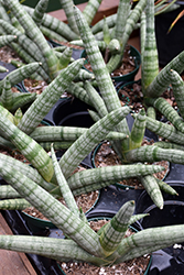 Starfish Sansevieria (Sansevieria cylindrica 'Boncel') at Sargent's Nursery