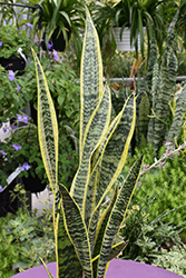 Striped Snake Plant (Sansevieria trifasciata 'Laurentii') at Sargent's Nursery