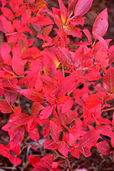 Chippewa Blueberry (Vaccinium 'Chippewa') at Sargent's Nursery