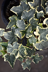 Glacier Ivy (Hedera helix 'Glacier') at Sargent's Nursery