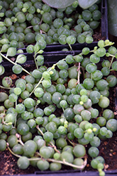 String Of Pearls (Senecio rowleyanus) at Sargent's Nursery