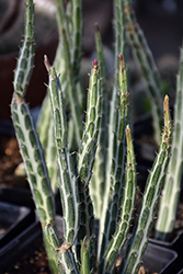 Pickle Plant (Senecio stapeliiformis) at Sargent's Nursery