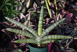 Starfish Sansevieria (Sansevieria cylindrica 'Boncel') at Sargent's Nursery