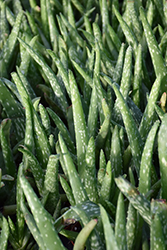 Aloe Vera (Aloe vera) at Sargent's Nursery