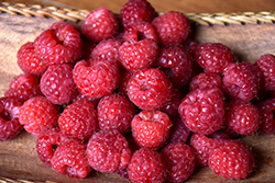 Heritage Raspberry (Rubus 'Heritage') at Sargent's Nursery