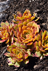 Chick Charms Gold Nugget Hens And Chicks (Sempervivum 'Gold Nugget') at Sargent's Nursery