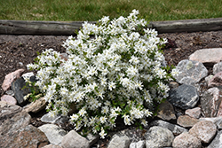 Lotus Moon Pearlbush (Exochorda x macrantha 'Bailmoon') at Sargent's Nursery