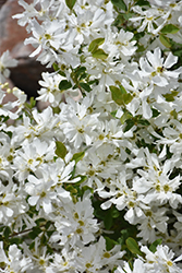 Lotus Moon Pearlbush (Exochorda x macrantha 'Bailmoon') at Sargent's Nursery