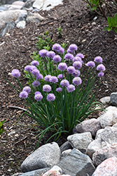 Chives (Allium schoenoprasum) at Sargent's Nursery