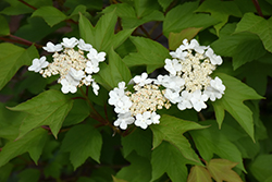 Redwing Highbush Cranberry (Viburnum trilobum 'JN Select') at Sargent's Nursery