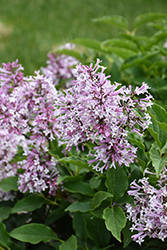 Little Lady Lilac (Syringa 'Jeflady') at Sargent's Nursery