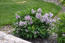 Little Lady Lilac (Syringa 'Jeflady') at Sargent's Nursery