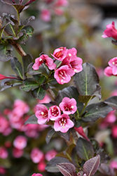 Tango Weigela (Weigela florida 'Tango') at Sargent's Nursery