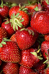 Delizz Strawberry (Fragaria 'Delizz') at Sargent's Nursery