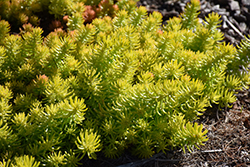 Angelina Stonecrop (Sedum rupestre 'Angelina') at Sargent's Nursery