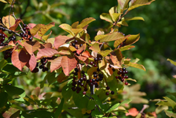Chokecherry (Prunus virginiana) at Sargent's Nursery