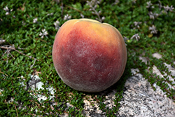 Contender Peach (Prunus persica 'Contender') at Sargent's Nursery