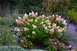 Pinky Winky Hydrangea (Hydrangea paniculata 'DVP PINKY') at Sargent's Nursery