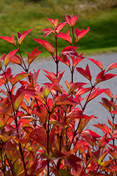 Redwing Highbush Cranberry (Viburnum trilobum 'JN Select') at Sargent's Nursery