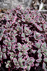 Dream Dazzler Stonecrop (Sedum 'Dream Dazzler') at Sargent's Nursery